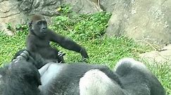 #animal #gorillaglue #animals #Gorilla #gorillatag #gorillas #babygorilla #chimp | Gorilla Team