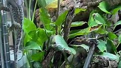 Tiki and Torch, my breeding pair of Tokay geckos (Gekko gecko)! Watch Torch do some acrobats for a tasty false discoid cockroach 🪳! Follow for more reptile content! 🪳💥🦎 • #tokaygecko #reptiliatus #reptile #pet #animal #reels #viral #instagram #tokay #gecko #lizard #geckosofinstagram #reptilesofinstagram #lizardsofinstagram #tikithetokaygecko #blue #eating #food #bugs #petsofinstagram #animals #animalsofinstagram | Reptiliatus