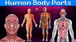 Learn Body Parts for Kids | Human Body - Science for Kids