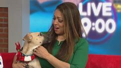 Pet of the Week: The SPCA presents Dogs 2nd Chance Tennessee, Adopt a Dog