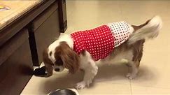 Cavalier King Charles spaniel - barking at the toy rat