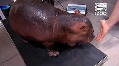 Baby Hippo Fiona's 2 Year Highlights - Cincinnati Zoo