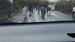 Herd of donkey hilariously stops to greet the woman sitting inside her car