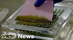 Is Microdosing The Future of Marijuana?