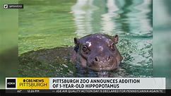 Pittsburgh Zoo adds young pygmy hippopotamus