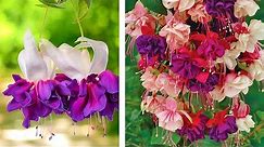 How to Plant Giant Fuchsia: Hanging Basket Guide