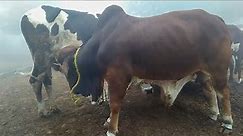 Bull breeding cow milk Big bull drinking cow milk Very big bull drinking Big bull drinking mother