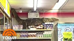 Huge Monitor Lizard Caught On Camera Climbing Store Shelves | TODAY