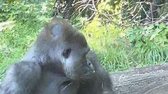 Silverback Gorillas interact in front of Bronx Zoo visitors. | Dolar Kuning