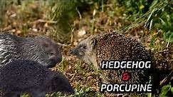 Hedgehog vs. Porcupine | Their Differences |