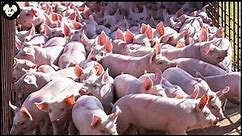 How American Farmers Raise Millions of Pigs - Modern Pig Farms