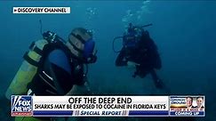 Experts exploring how cocaine and other drugs impact marine life