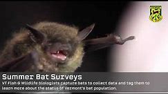 Bats - Nature's Own Pest Control