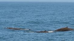 Baird's Beaked Whales 5-26-2020