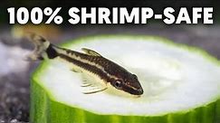Otocinclus Catfish Care: Perfect Algae Eaters For Shrimp Tanks!
