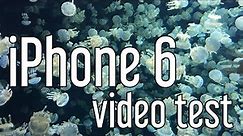 iPhone 6 Camera Video Test - 1080p - Vancouver Aquarium