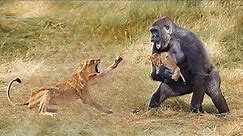 Gorilla Kidnaps The Lion Cub - Lioness Tries To Save Him