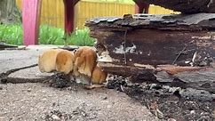 Minnesota's wet May a perfect storm for mushrooms