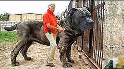 8 Of The World's Largest Dogs