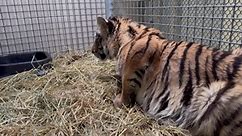 RAW VIDEO: Injured Tiger Rescued From 'Tiger King-Style' Private Zoo 1/2