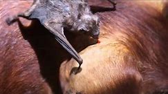 VAMPIRE BAT ~ Bat Sounds and Pictures