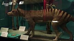 Scientists Extract RNA Sample From Long Extinct Tasmanian tiger In World First
