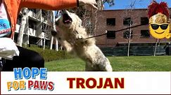 Dog made us believe it was over and then bites rescuer multiple times!!! 😱 EPIC #Trojans #rescue