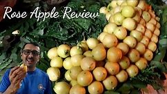 Rose Apple Fruit | Video #85 | Rose Apple Review| The fruit that taste like ROSES| Rose Apple Seller