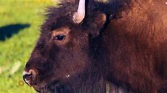 Nature: Bison in Yellowstone