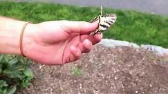 How to Catch a Butterfly without a net using your hands