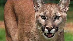 Mountain Lion Snarls and Growls Sound Effect