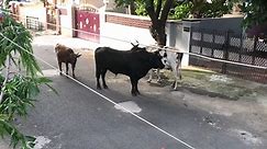 Cow and bull mating