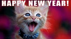 Funny Cats "Happy New Years" song