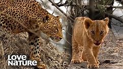 Lion Cub Comes Under Threat as Leopard Looms | Love Nature