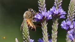 Nature: Pollinators