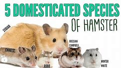 The 5 domesticated species of hamsters!