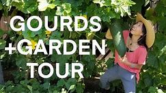Secrets to Growing Lots of Gourds, Garden Tour