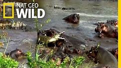 Hippo vs. Crocodile | Nat Geo Wild
