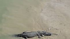 Saltwater Crocodile / REMOTE Australia / Australian Wildlife