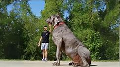 Big Dog Alert: Top 15 Largest Breeds 🚨