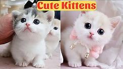 Cute Baby Cats - Cute and Funny Cat Videos Compilation 2023 - Part 20