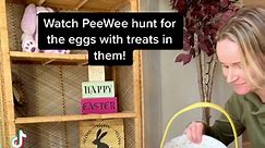 ✨Watch PeeWee hunt for the eggs with treats in them! We do this every year and he’s so good at it! ✨🥚 #easteregg #easter #egghunt #fyp #viral | Deaf Dog of MN