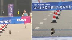 Cat Sprints Ahead Of Runner At Marathon In China, Crosses Finishing Line First