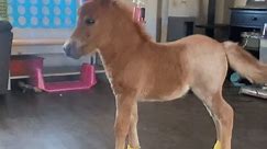Yay or Neigh? Miniature Horse Flaunts New Shoes