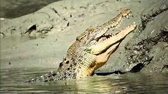 Crocodile eating fish