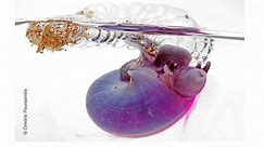 Violet snail an ocean wanderer
