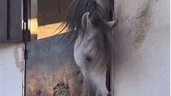 I’m free!. #horses #horse #breakout #horsesofinstagram #horseriding #fy #foryourpage #fypシ #foryouシ | Lisa Cummins Vance