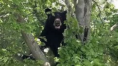 Are bears moving to the Shore? Sighting in Wall the latest in a sharp rise in reports