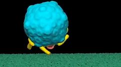 Watch A Virus Walk Across The Surface Of A Cell