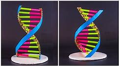 Science Projects | DNA Structure Model